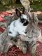 Polish rabbit Rabbits for sale in Nabb, IN 47147, USA. price: $50