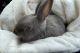 Polish rabbit Rabbits for sale in Canton, NY 13617, USA. price: $500