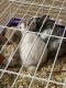 Polish rabbit Rabbits for sale in Palm Bay, FL, USA. price: NA