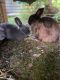 Polish rabbit Rabbits