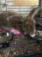 Polish rabbit Rabbits for sale in Colby, KS 67701, USA. price: $50