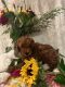 Pomapoo Puppies for sale in Bakersfield, CA 93306, USA. price: $1,499