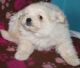Pomapoo Puppies for sale in Williams, OR 97544, USA. price: $525