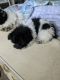 Pomapoo Puppies for sale in Edgewater, FL, USA. price: NA