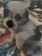 Pomapoo Puppies for sale in San Bernardino, CA, USA. price: NA