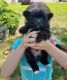 Pomapoo Puppies for sale in 1592 Osborn Ave, Riverhead, NY 11901, USA. price: $900