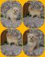 Pomapoo Puppies for sale in Milan, MO 63556, USA. price: $275