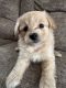 Pomapoo Puppies for sale in Beaverton, Michigan. price: $400