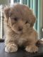 Pomapoo Puppies for sale in Beaverton, Michigan. price: $400