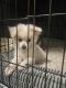 Pomapoo Puppies for sale in Moreno Valley, California. price: $400