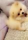 Pomeranian Puppies for sale in Cedar Rapids, IA, USA. price: $2,000