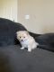 Pomeranian Puppies for sale in Riverside, CA, USA. price: $2,500