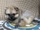 Pomeranian Puppies for sale in Thomasville, AL 36784, USA. price: $655
