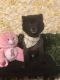 Pomeranian Puppies for sale in New Brunswick, NJ 08902, USA. price: NA