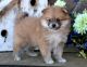 Pomeranian Puppies for sale in Diana, TX 75640, USA. price: NA