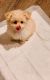 Pomeranian Puppies for sale in Southfield, MI, USA. price: $250