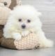 Pomeranian Puppies for sale in Manhattan, New York, NY, USA. price: $6,000