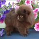 Pomeranian Puppies for sale in Niagara Falls, NY, USA. price: $2,000