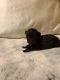 Pomeranian Puppies for sale in Spring Hill, FL 34609, USA. price: NA