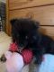 Pomeranian Puppies for sale in Boiling Springs, SC 29316, USA. price: $1,500