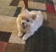 Pomeranian Puppies for sale in Moultrie, GA, USA. price: $600