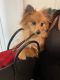 Pomeranian Puppies for sale in Hollywood, CA 90028, USA. price: NA