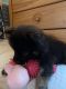 Pomeranian Puppies for sale in Boiling Springs, SC 29316, USA. price: $1,000