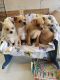 Pomeranian Puppies for sale in Milford Charter Twp, MI, USA. price: $550