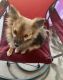Pomeranian Puppies for sale in Tulare, CA 93274, USA. price: NA