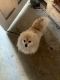 Pomeranian Puppies for sale in Compton, CA, USA. price: NA