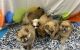 Pomeranian Puppies for sale in McDonough, GA, USA. price: NA