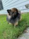 Pomeranian Puppies for sale in Duluth, GA, USA. price: NA