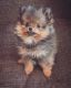 Pomeranian Puppies for sale in Charlotte, NC, USA. price: $850