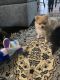 Pomeranian Puppies for sale in Decatur, AL, USA. price: $500