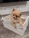 Pomeranian Puppies for sale in St Charles, MD 20603, USA. price: NA