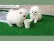 Pomeranian Puppies for sale in International CityChina Cluster - Dubai - United Arab Emirates. price: 1000 AED