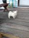 Pomeranian Puppies for sale in College Park, GA 30349, USA. price: NA