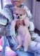Pomeranian Puppies for sale in Henderson, NV, USA. price: $3,200