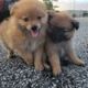 Pomeranian Puppies for sale in Emmaus, PA 18049, USA. price: NA