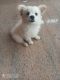 Pomeranian Puppies for sale in Kuttoor, Thrissur, Kerala, India. price: 7000 INR