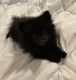 Pomeranian Puppies for sale in Baytown, TX, USA. price: NA
