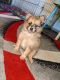 Pomeranian Puppies for sale in Springfield, MO, USA. price: NA