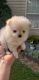 Pomeranian Puppies for sale in Braselton, GA, USA. price: NA