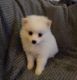 Pomeranian Puppies for sale in North Richland Hills, TX, USA. price: $600