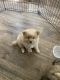 Pomeranian Puppies for sale in Canyon Country, Santa Clarita, CA, USA. price: NA