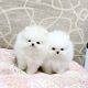 Pomeranian Puppies for sale in Florida A1A, Miami, FL, USA. price: NA