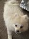 Pomeranian Puppies for sale in Raeford, NC 28376, USA. price: NA