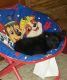 Pomeranian Puppies for sale in Puyallup, WA, USA. price: $500