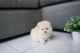 Pomeranian Puppies for sale in Long Island City, Queens, NY, USA. price: $250