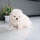 Pomeranian Puppies for sale in Long Island City, Queens, NY, USA. price: $350